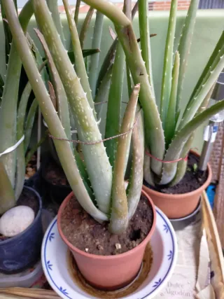 Planta Alovera de muchos tamaños con macetas