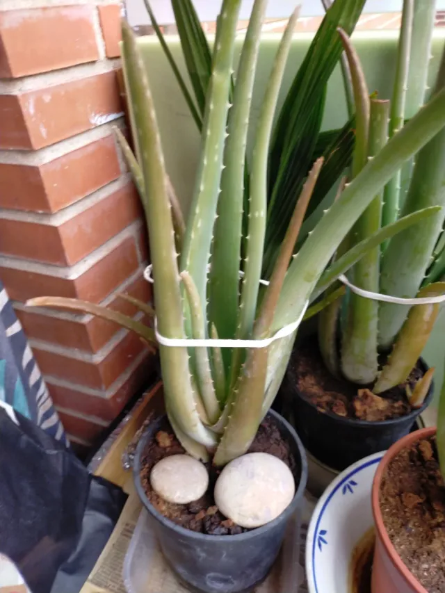 Planta Alovera de muchos tamaños con macetas
