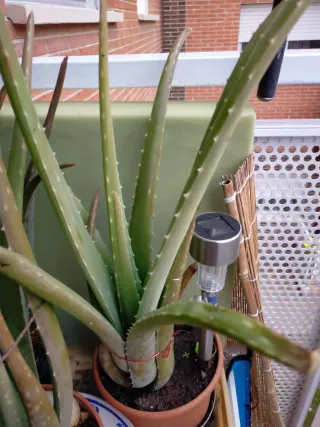 Planta Alovera de muchos tamaños con macetas