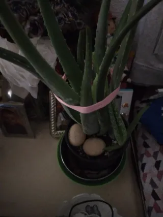 Planta Alovera de muchos tamaños con macetas