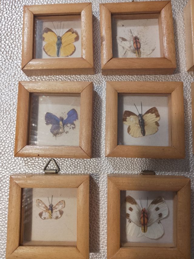 Quadri vintage farfalle
