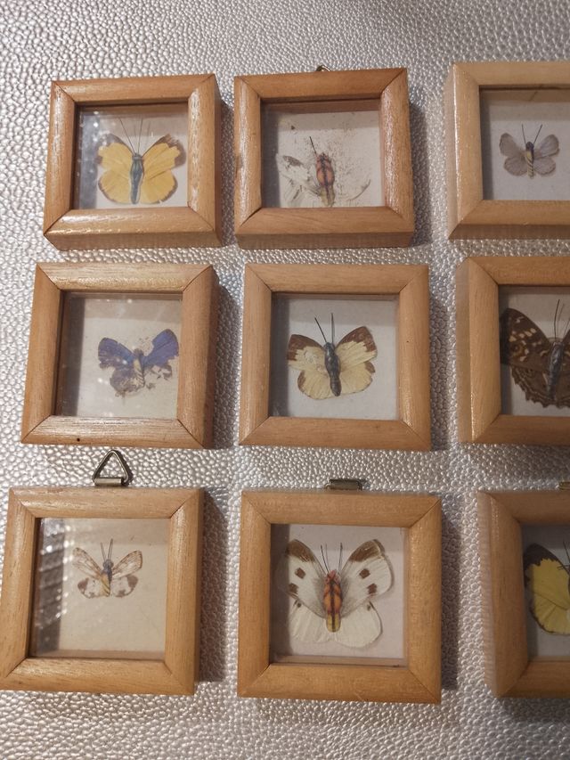 Quadri vintage farfalle