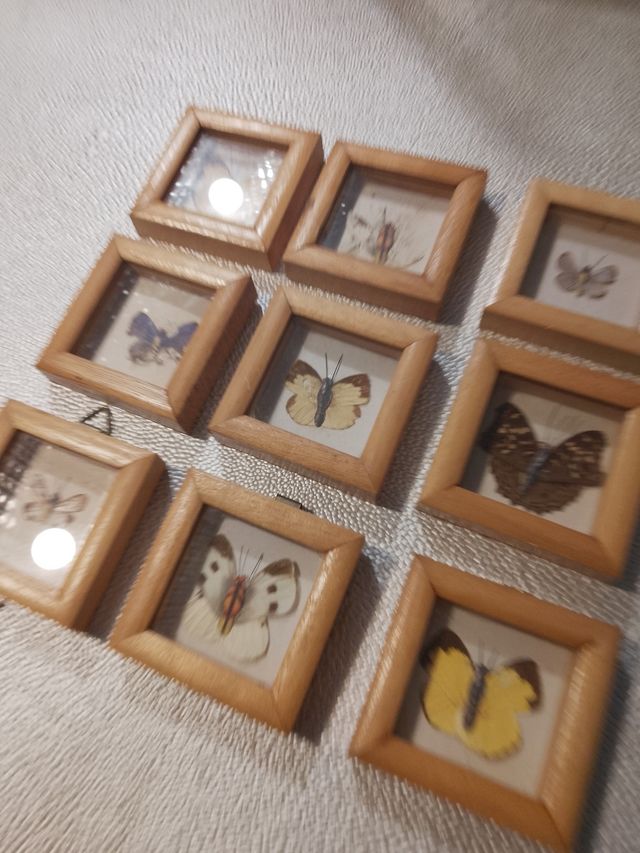 Quadri vintage farfalle