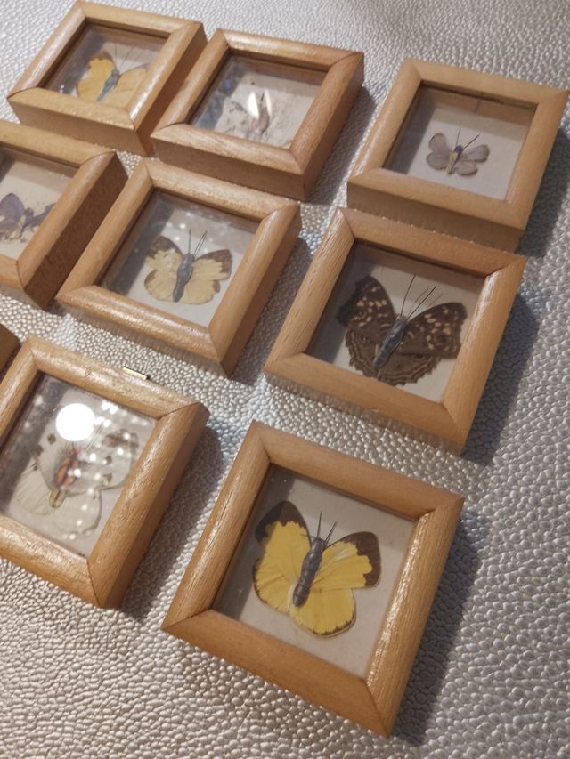 Quadri vintage farfalle