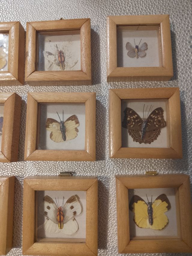 Quadri vintage farfalle