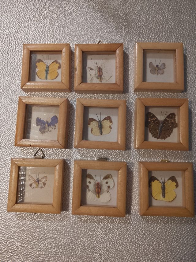 Quadri vintage farfalle