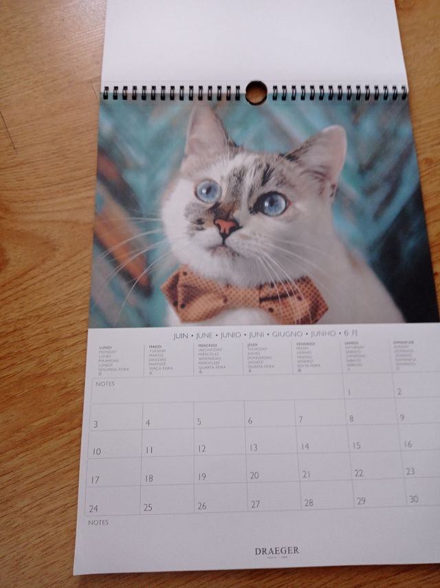 Calendario pared gatos 2024
