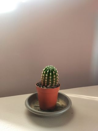 Cactus