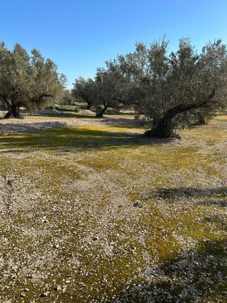 Finca rustica