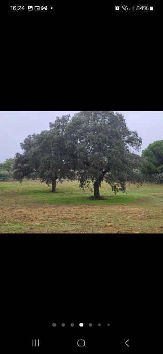 Se vende parcela 5000m en Campomanes