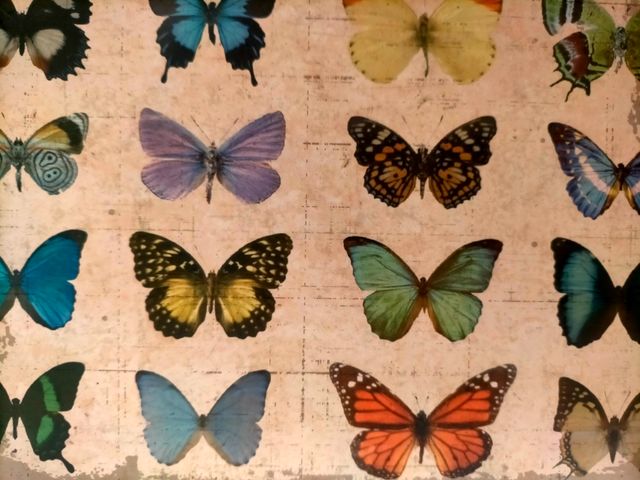 Juego de cajas de mariposas