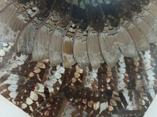 ALAS MARIPOSA COMPOSICIÓN ENMARCADA