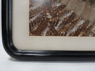 ALAS MARIPOSA COMPOSICIÓN ENMARCADA