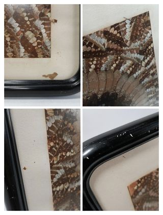 ALAS MARIPOSA COMPOSICIÓN ENMARCADA