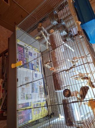 Jaula pájaro o hamster grande y alta tengo alturas