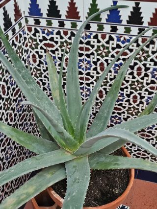 Planta de aloe vera en maceta