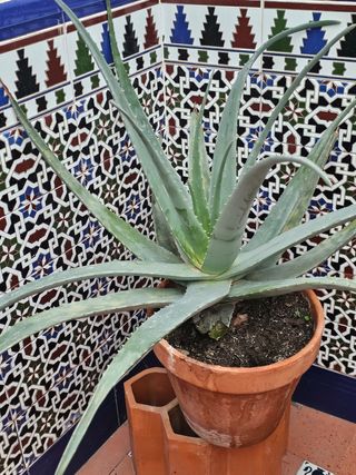 Planta de aloe vera en maceta