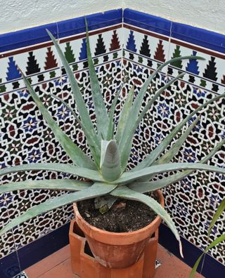 Planta de aloe vera en maceta