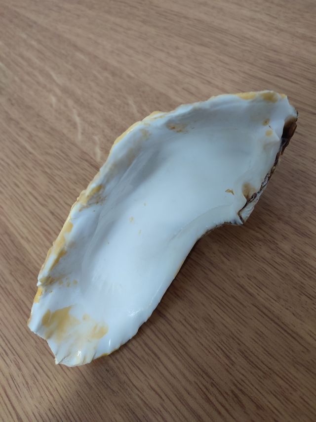 Conchiglia tridacna rara