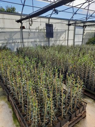 plantas de olivo y frutales