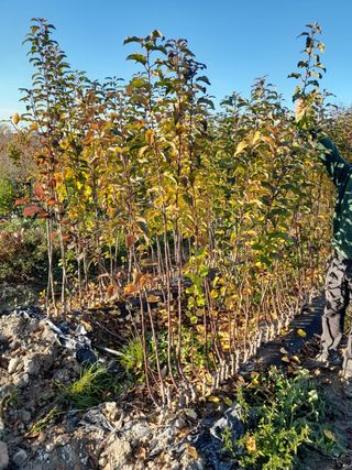 plantas de olivo y frutales