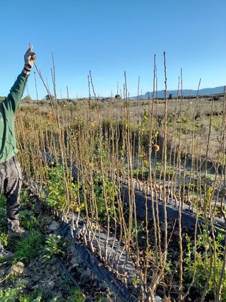 plantas de olivo y frutales
