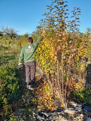 plantas de olivo y frutales