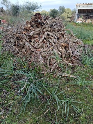 Leña seca y cortada para recoger en Sineu