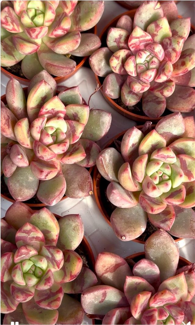 Echeveria Blood Swallow