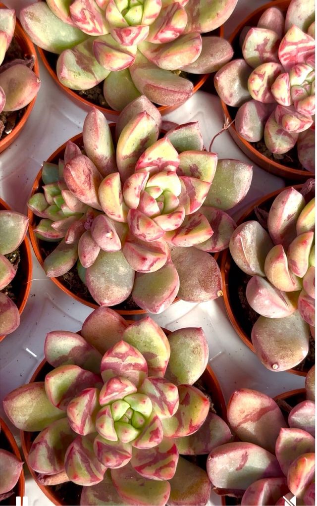 Echeveria Blood Swallow