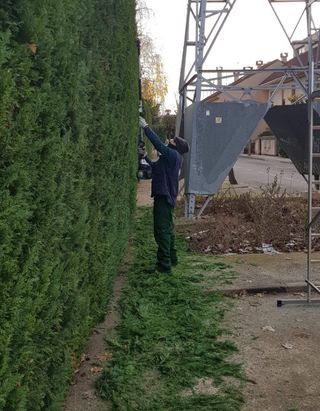 Limpieza de parcelas poda de árboles