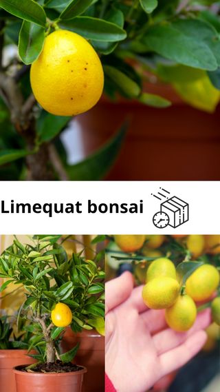 Limequat bonsai