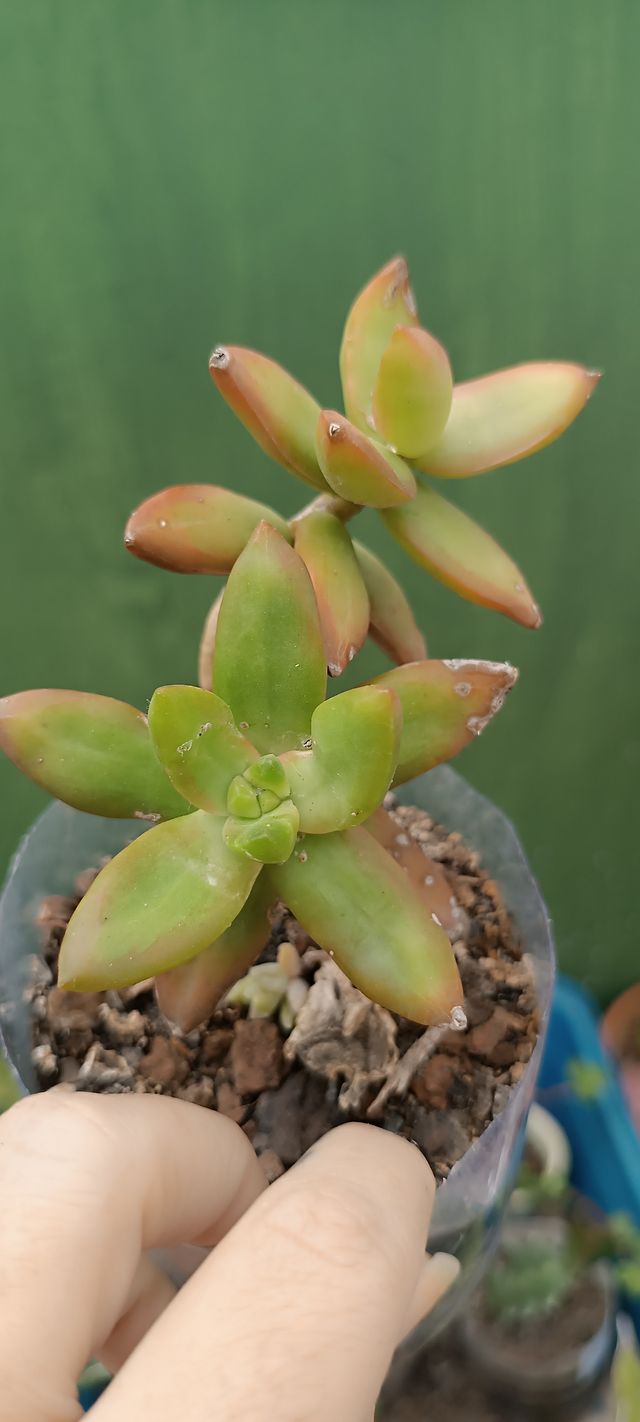 Graptoveria Fred ives