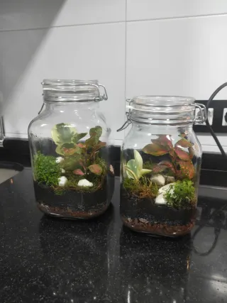 Jardín eterno/ Terrario