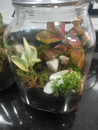 Jardín eterno/ Terrario