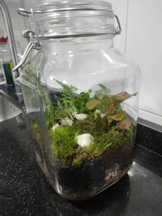 Jardín eterno/ Terrario