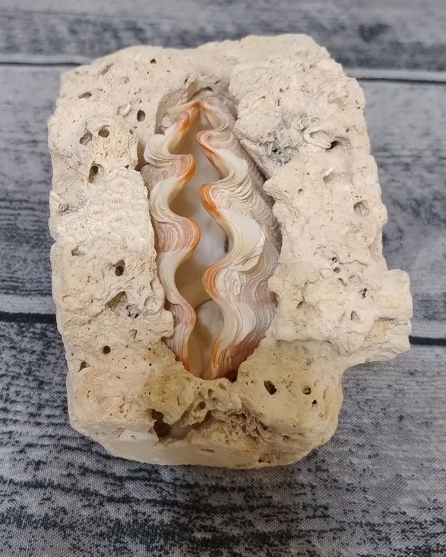 Conchiglia da collezione Tridacna