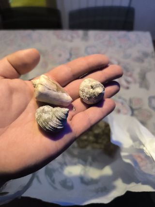 acuario marino arena