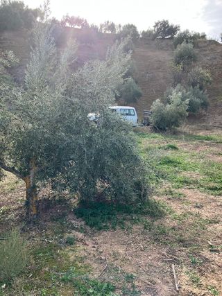 Finca de Olivos