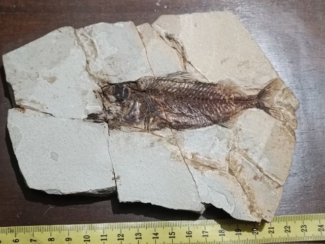 Fossile di un pesce astenersi perditempo grazie.