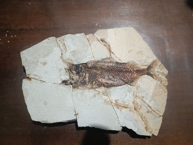 Fossile di un pesce astenersi perditempo grazie.