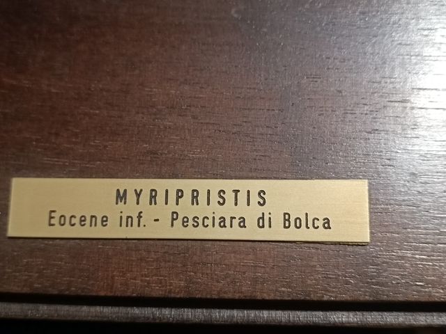 Fossile di un pesce astenersi perditempo grazie.