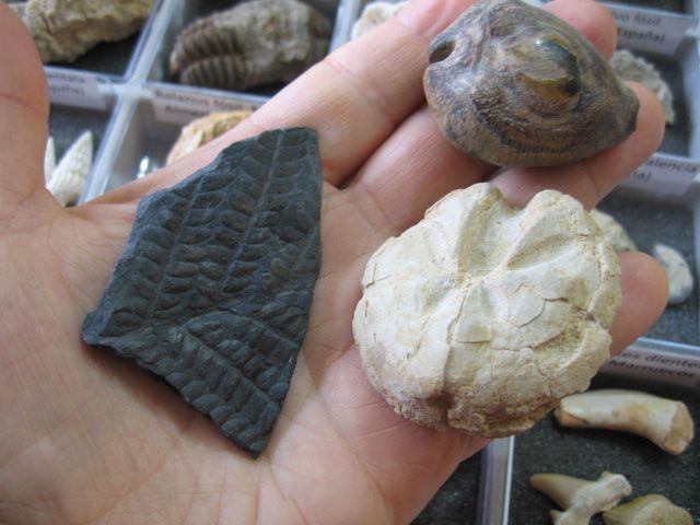 Coleta de fósseis do mundo