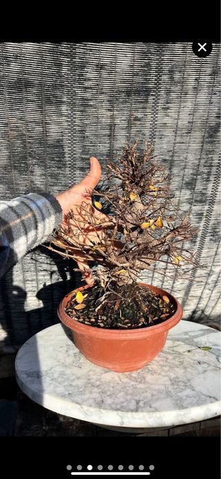 PREBONSAI NIRE KEYAKI / OLMO JAPONES