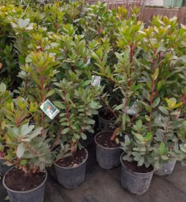 Pianta di grandi rododendri