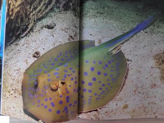 Colección Animales Asombrosos