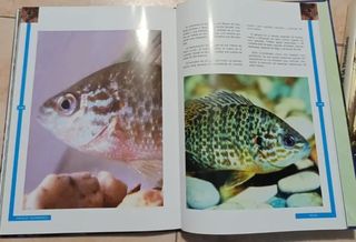 Colección Animales Asombrosos