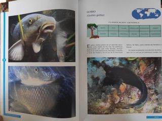 Colección Animales Asombrosos