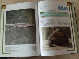 Colección Animales Asombrosos