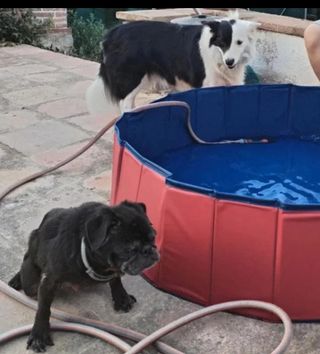 Cuidador@s de todo tipo de  animales